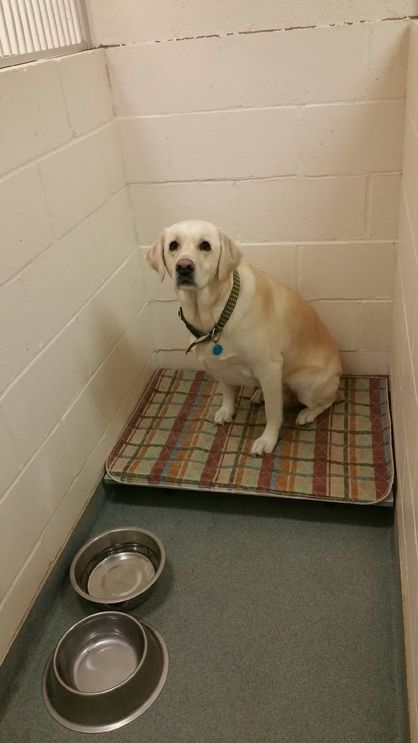 Boarding Countryside Veterinary Clinic